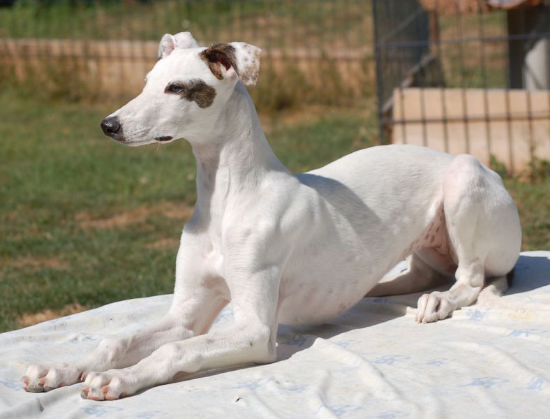 files/_uploads/2006_87_Woche4/Poppy1.jpg