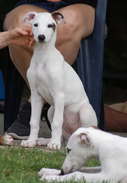 files/_uploads/2006_91_Woche 9 und 10/Poppy1.jpg
