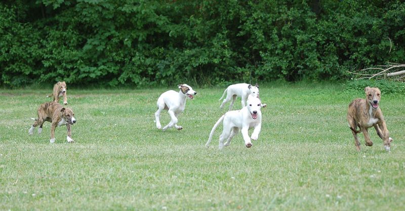 files/_uploads/2006_91_Woche 9 und 10/Welpen2.jpg