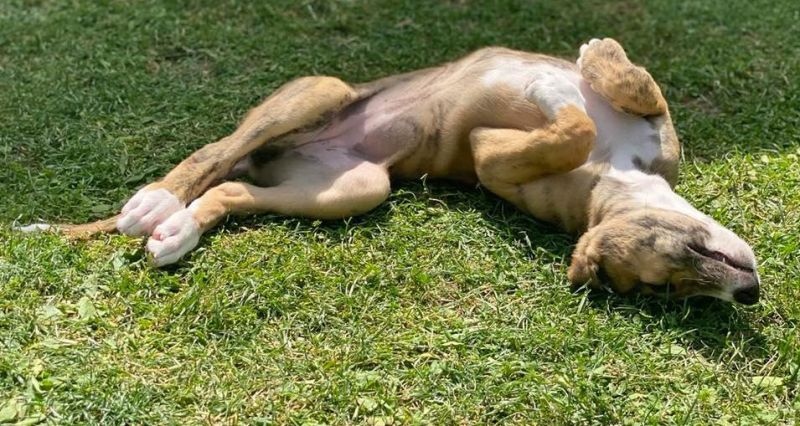 files/_uploads/2006_93_Woche7und8/Cinnamon1a.jpg