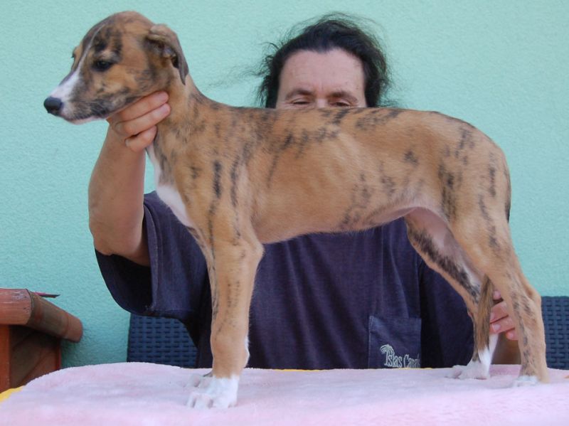 files/_uploads/2006_93_Woche7und8/Cinnamon3.jpg