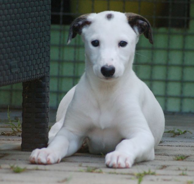 files/_uploads/2006_93_Woche7und8/Lola2.jpg