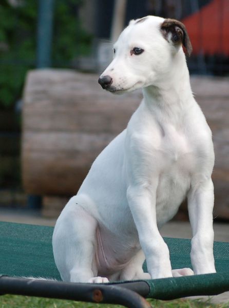 files/_uploads/2006_93_Woche7und8/Lola4.jpg