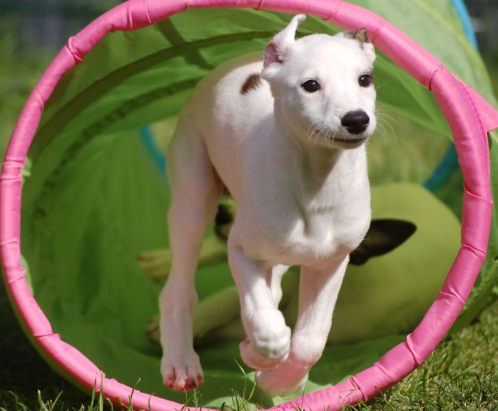 files/_uploads/2006_93_Woche7und8/Poppy1.jpg