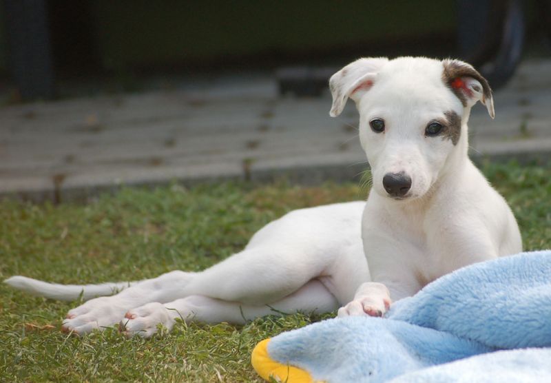 files/_uploads/2006_93_Woche7und8/Poppy2.jpg