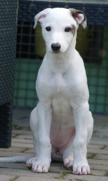 files/_uploads/2006_93_Woche7und8/Poppy3.jpg