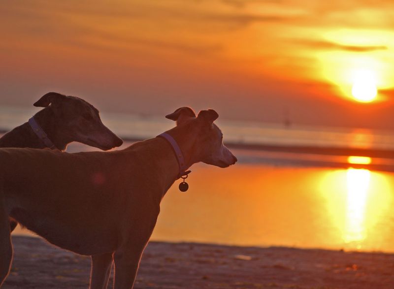 files/_uploads/2007_80_DezemberGrado/Sonnenuntergang2Hunde.jpg