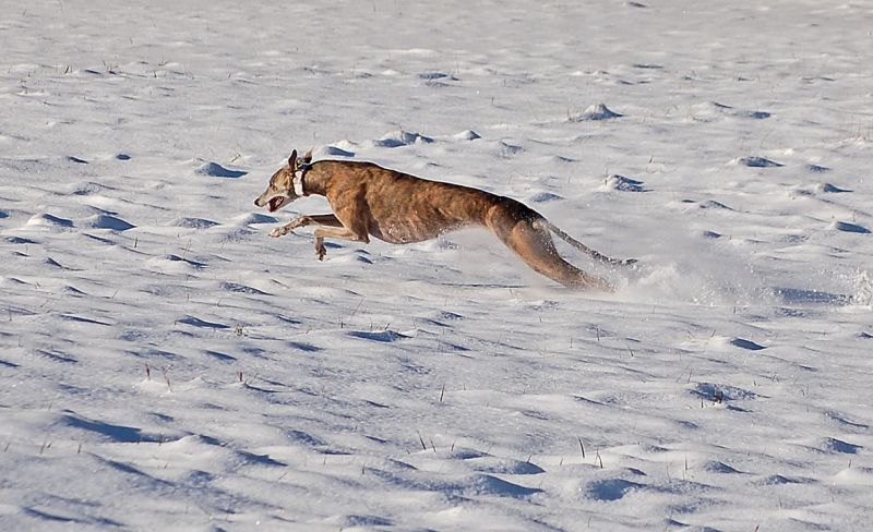 files/_uploads/2007_81_SchneeundSonne/Annie3.jpg