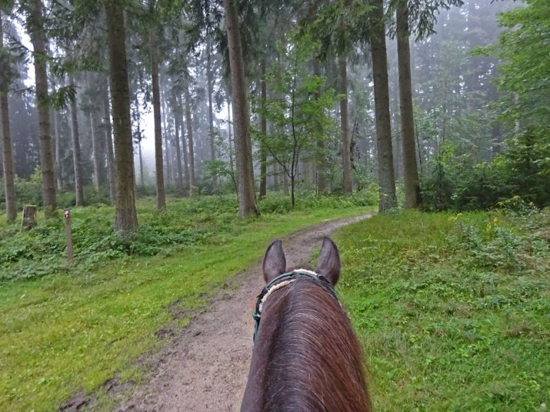 files/_uploads/2007_86_MuehlviertlerAlmTeil4/TimberWaldNebel1.jpg