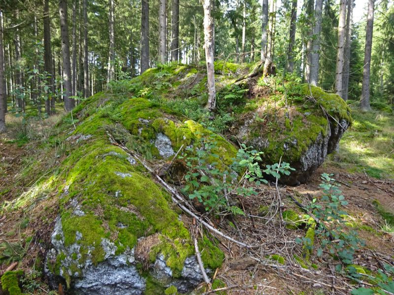 files/_uploads/2007_86_MuehlviertlerAlmTeil4/Wald1.jpg
