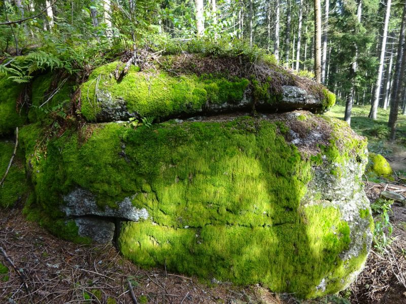 files/_uploads/2007_86_MuehlviertlerAlmTeil4/Wald2.jpg