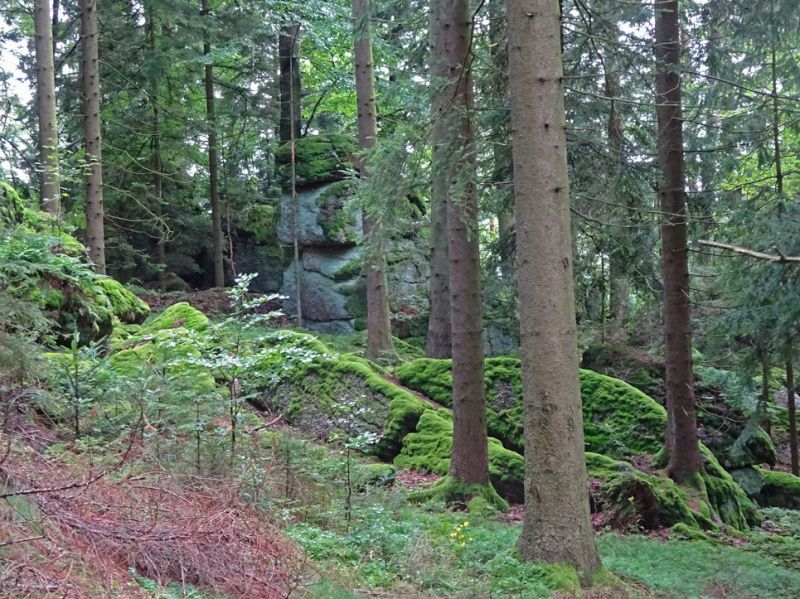 files/_uploads/2007_86_MuehlviertlerAlmTeil4/Wald6.jpg