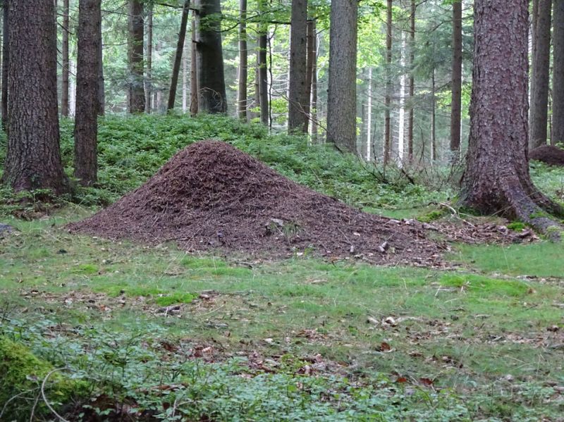 files/_uploads/2007_86_MuehlviertlerAlmTeil4/WaldAmeisenhaufen.jpg