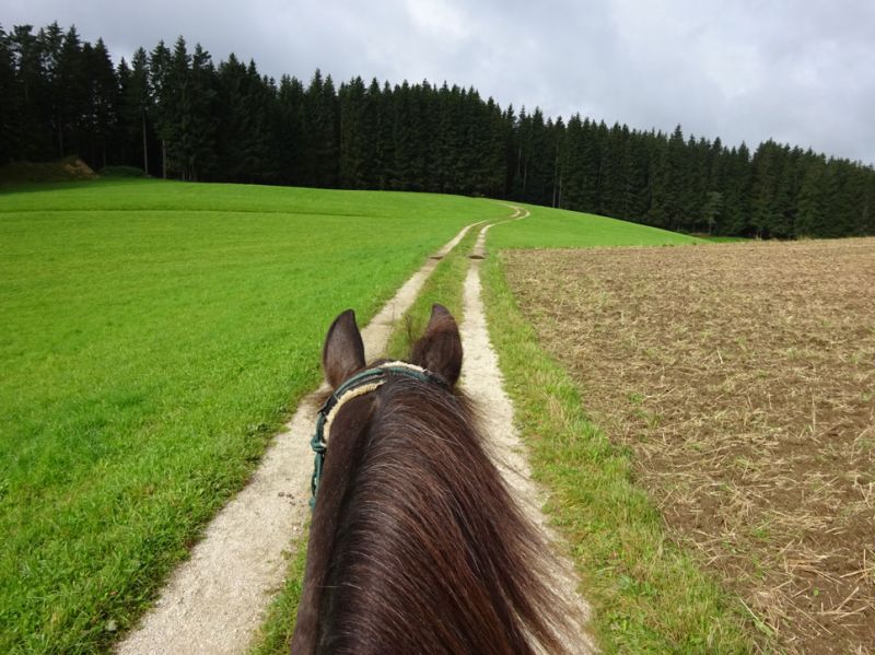 files/_uploads/2007_89_MuehlviertlerAlmTeil1/TimberLandschaft5.jpg