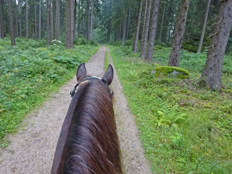 files/_uploads/2007_89_MuehlviertlerAlmTeil1/TimberWald2.jpg