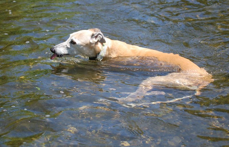 files/_uploads/2007_91_Sommerhitze/ChoiceLiegtimWasser1.jpg