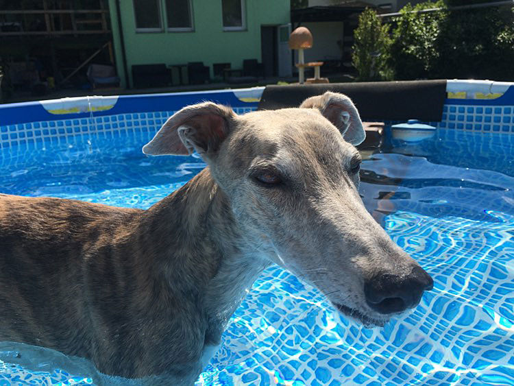 files/_uploads/2007_91_Sommerhitze/PoolAnnie1.jpg