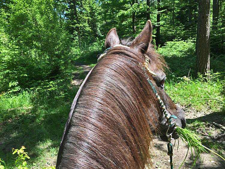 files/_uploads/2007_91_Sommerhitze/Timber2.jpg