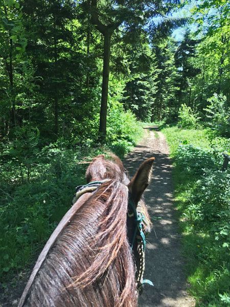 files/_uploads/2007_91_Sommerhitze/Timber3.jpg