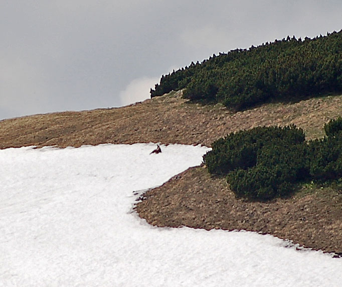 files/_uploads/2007_92_Schneeberg/Stimmung3Gemse.jpg