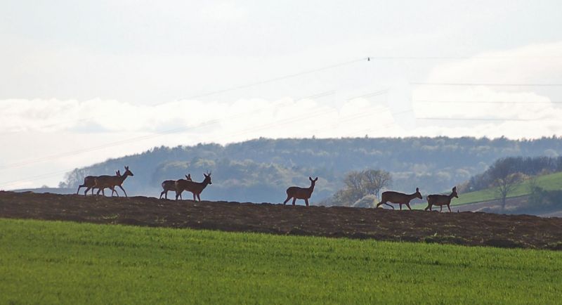 files/_uploads/2007_93_Trailpark/Rehe2.jpg