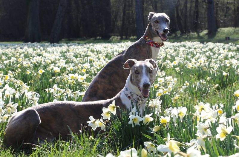 files/_uploads/2007_95_Laxenburg/BreezyGalahadBlumen.jpg
