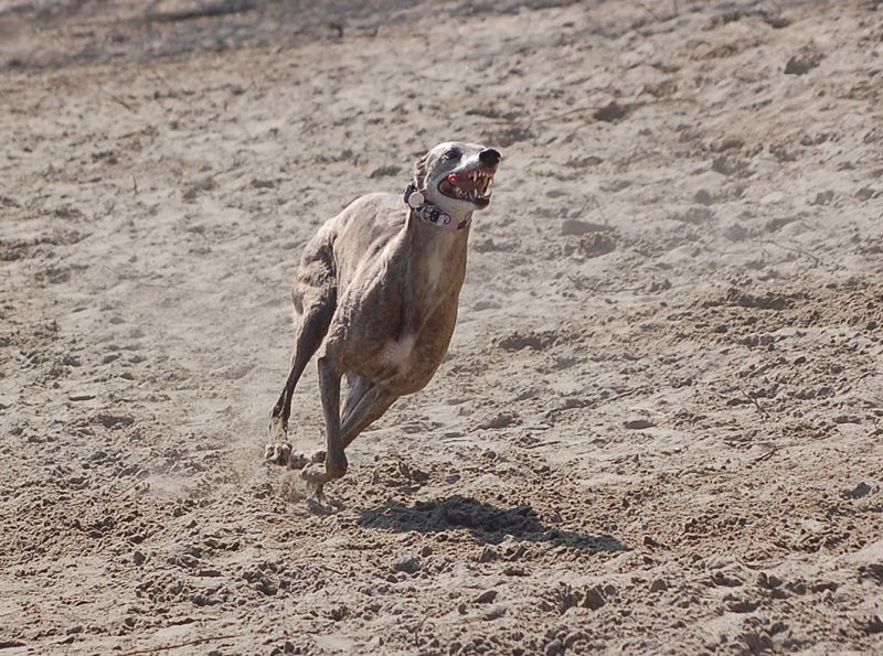 files/_uploads/2007_96_Donaustrand/AnnieSandrun4.jpg