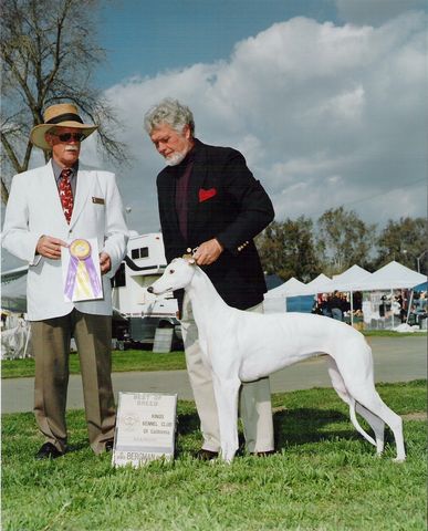 files/_uploads/2008_100_Cwurf/Greyhound_Windwood_Millenium_Snowbird-big.jpg