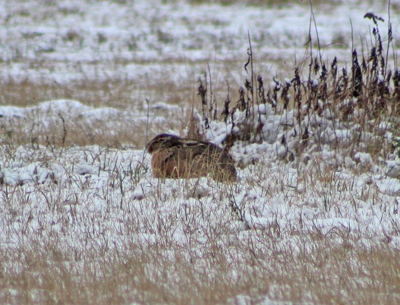 files/_uploads/2008_99_querbetundKanadier/09Hase.jpg