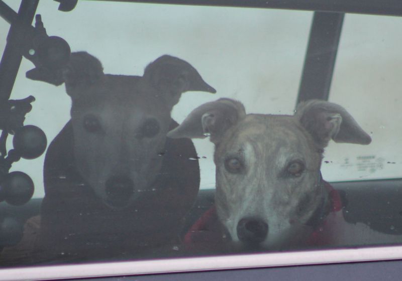 files/_uploads/2008_99_querbetundKanadier/09HundeimAuto.jpg