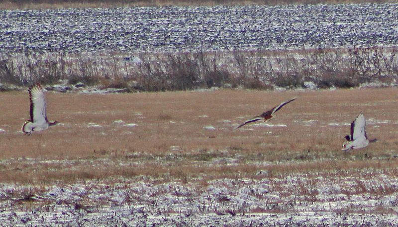 files/_uploads/2008_99_querbetundKanadier/09Trappe13.jpg