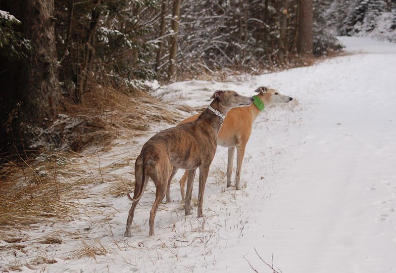 files/_uploads/2009_58_Hochwechsel/ChoiceAnnie1.jpg