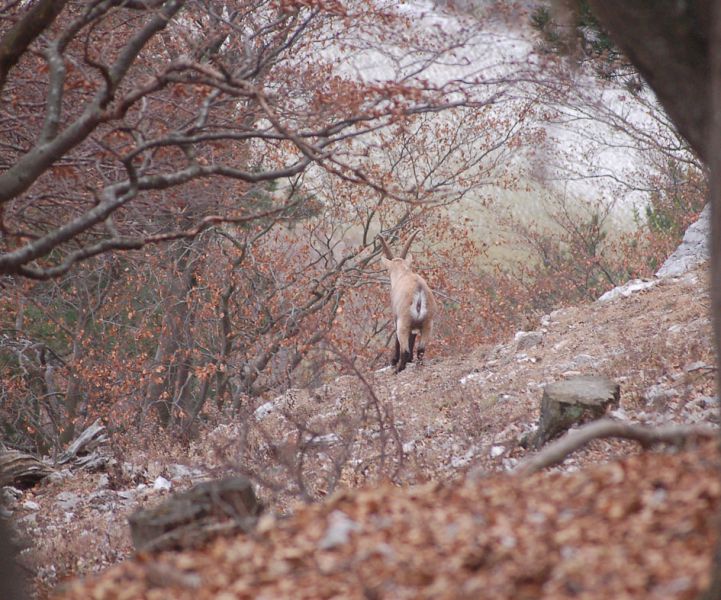files/_uploads/2009_62_Gaisstein/Steinbock1.jpg