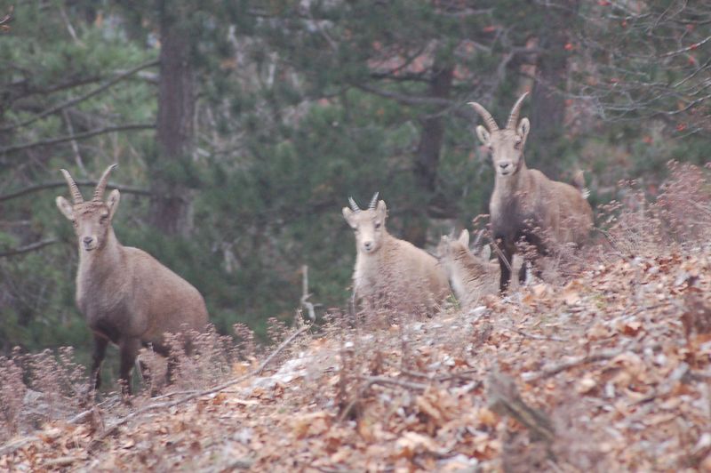 files/_uploads/2009_62_Gaisstein/Steinbock8.jpg
