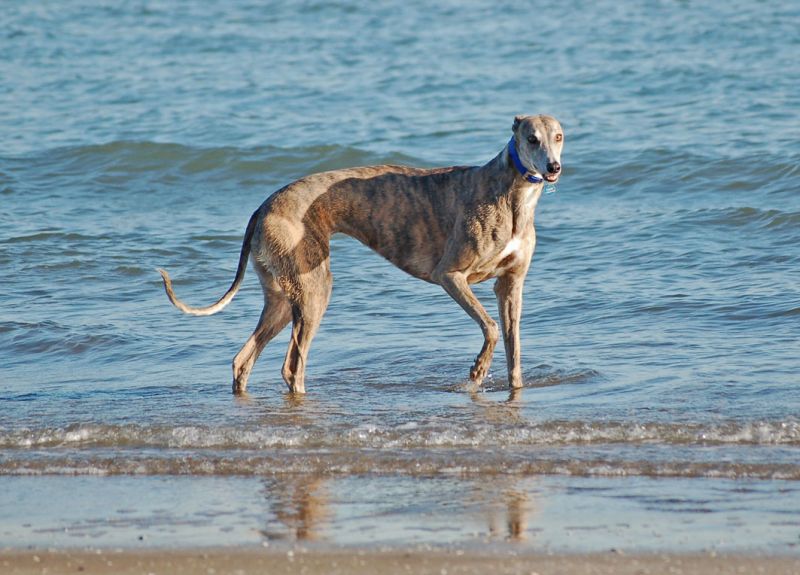 files/_uploads/2009_63_CavallinoTeil1/Annie6.jpg