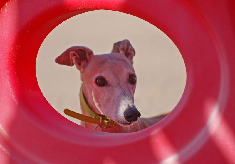 files/_uploads/2009_63_CavallinoTeil1/ChoiceKopfursuess.jpg