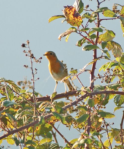 files/_uploads/2009_63_CavallinoTeil1/Lagunen3Vogel - Kopie.jpg