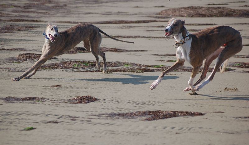 files/_uploads/2009_64_GreyhoundsunddasMeer/AnnieGalahad10.jpg