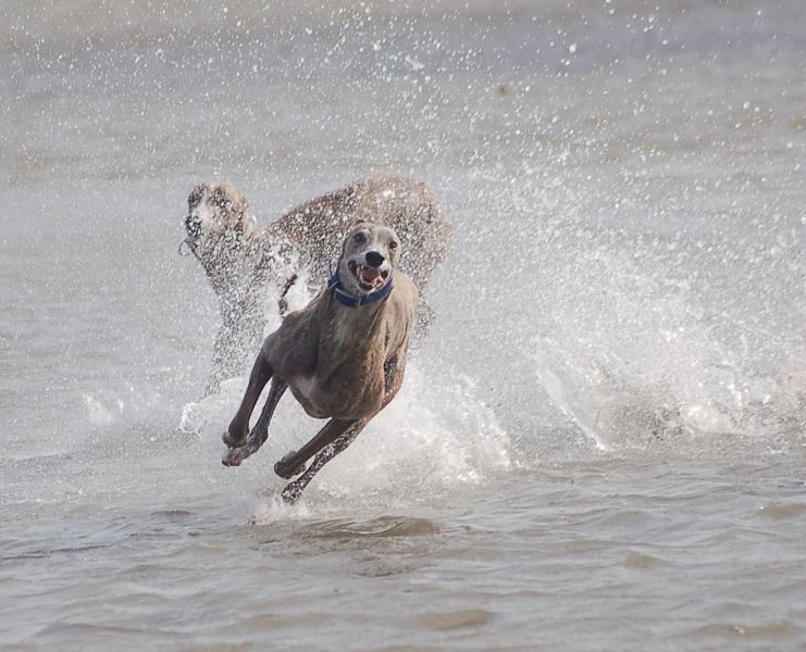 files/_uploads/2009_64_GreyhoundsunddasMeer/AnnieGalahad14.jpg