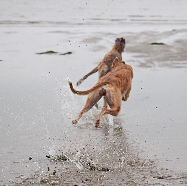 files/_uploads/2009_64_GreyhoundsunddasMeer/AnnieTouchie2.jpg