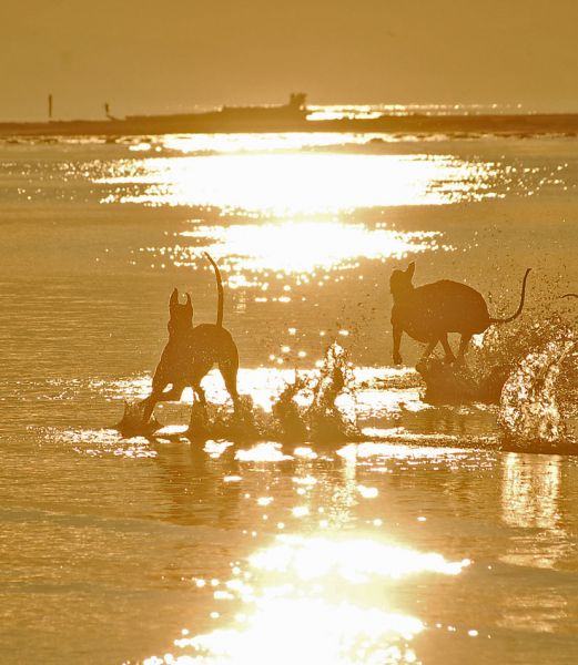 files/_uploads/2009_64_GreyhoundsunddasMeer/AnnieTouchie5Sonne.jpg