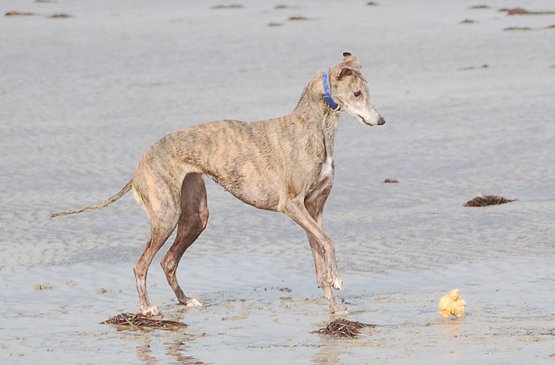 files/_uploads/2009_64_GreyhoundsunddasMeer/Anniebloedelt.jpg