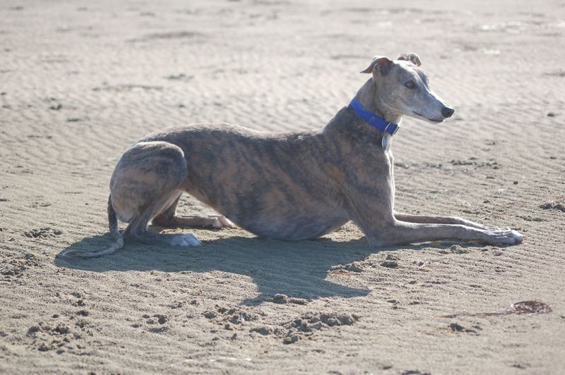 files/_uploads/2009_64_GreyhoundsunddasMeer/Annieliegt2.jpg