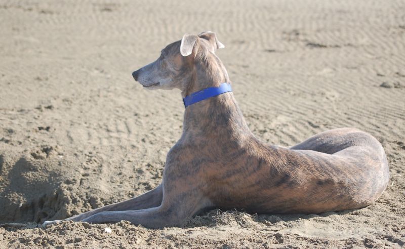 files/_uploads/2009_64_GreyhoundsunddasMeer/Annieliegt3.jpg