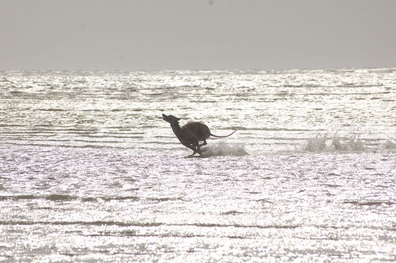 files/_uploads/2009_64_GreyhoundsunddasMeer/AnnieunddasMeer.jpg
