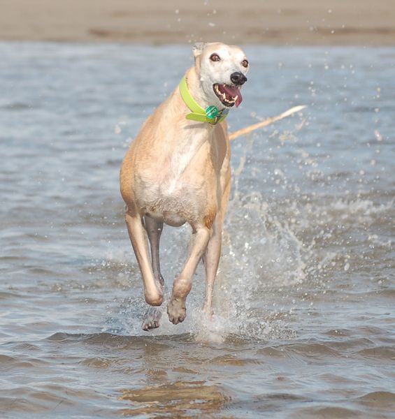 files/_uploads/2009_64_GreyhoundsunddasMeer/ChoiceRun11.jpg
