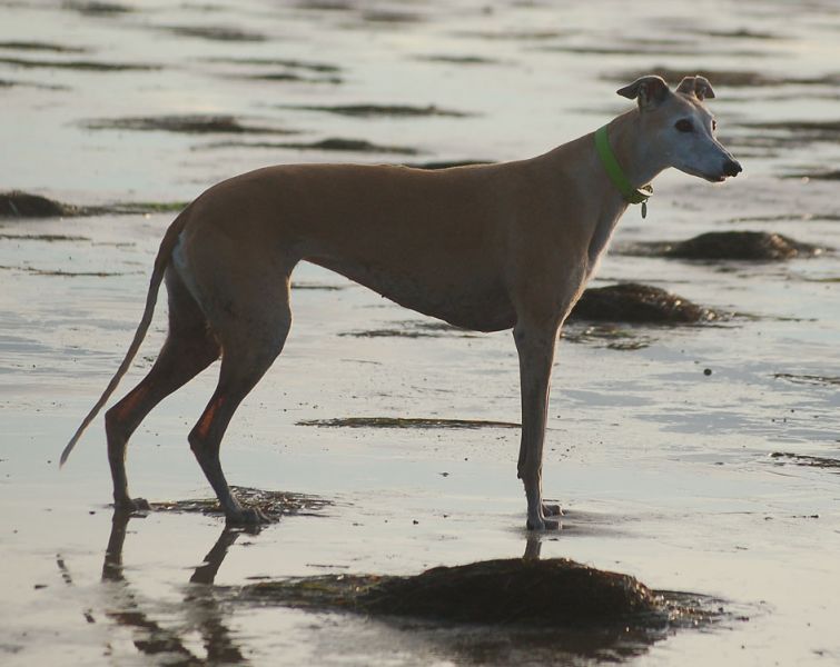 files/_uploads/2009_64_GreyhoundsunddasMeer/ChoiceStand4.jpg