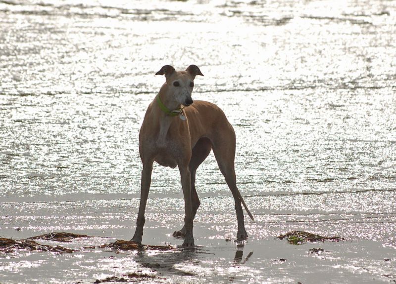 files/_uploads/2009_64_GreyhoundsunddasMeer/ChoiceStand7.jpg