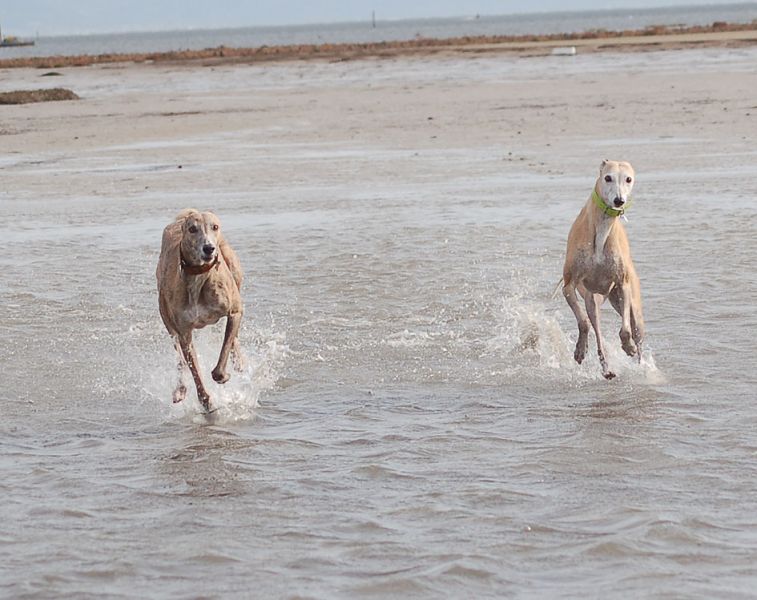 files/_uploads/2009_64_GreyhoundsunddasMeer/ChoiceTouchie2.jpg