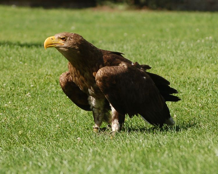 files/_uploads/2009_70_GreifvogelstationWaldreichs/Greif9.jpg